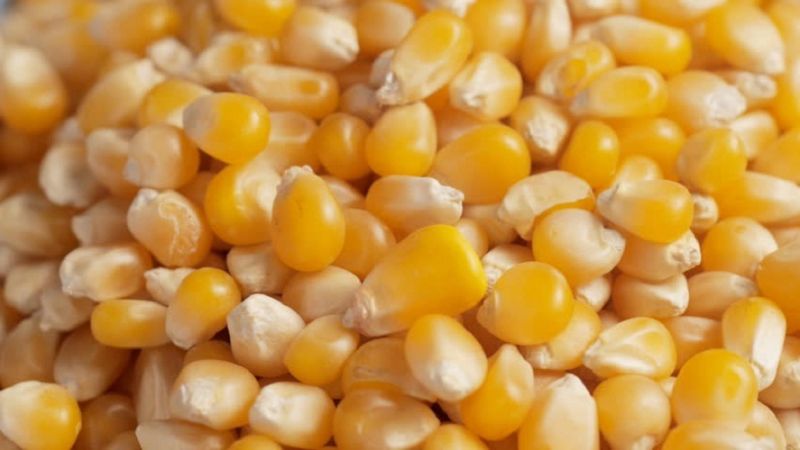 Organic Whole Maize for Making Popcorn