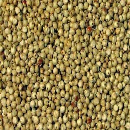Jowar Seeds for Human Consumption, Animal Feed