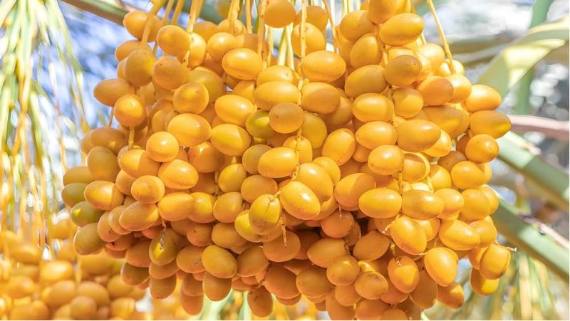 Fresh Yellow Barhi Dates