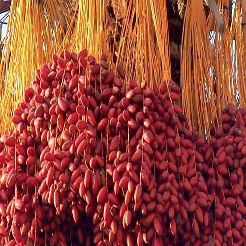 Fresh Red Barhi Dates