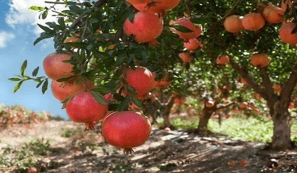 Fresh Pomegranate