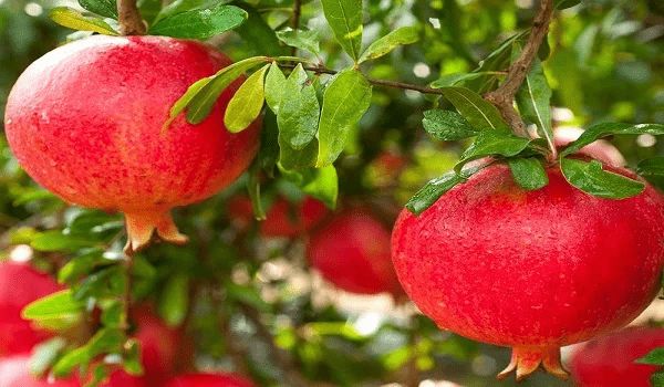 Fresh Pomegranate