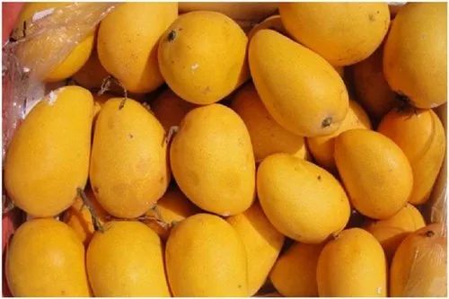 Organic Fresh Banganapalli Mango for Human Consumption