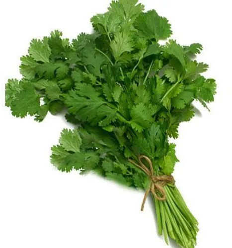 Fresh Coriander Leaves for Used in Cooking