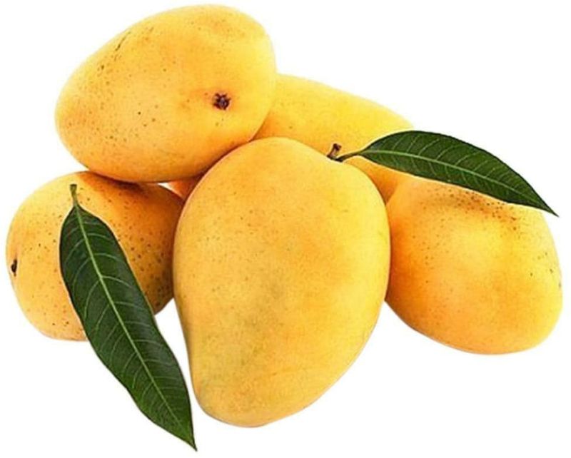 Natural Fresh Safeda Mango, Packaging Type : Carton