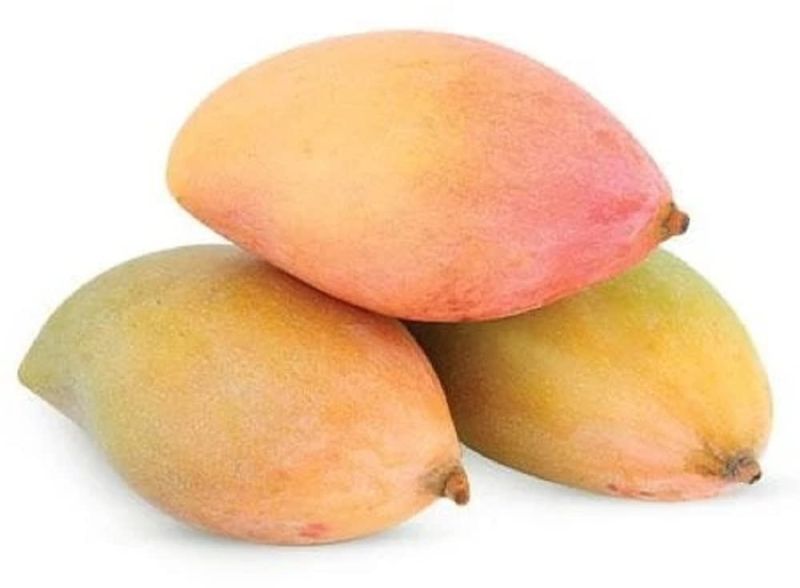 Fresh Totapuri Mango for Human Consumption