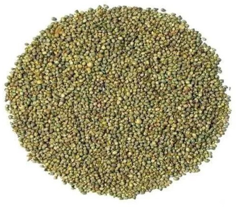 Natural Green Millet Seeds, Packaging Type : Plastic Bag