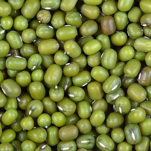 Natural Green Mung Beans, Packaging Type : Plastic Packet