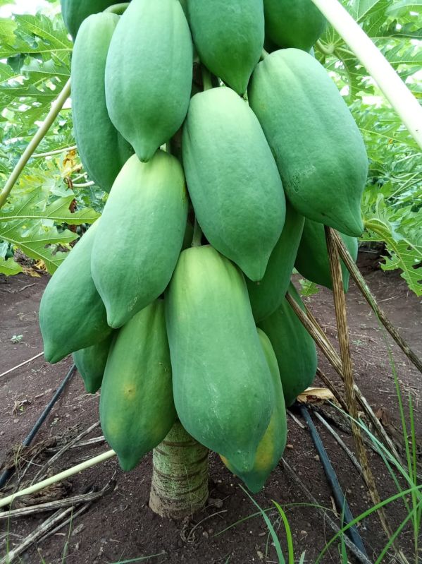 Fresh Papaya