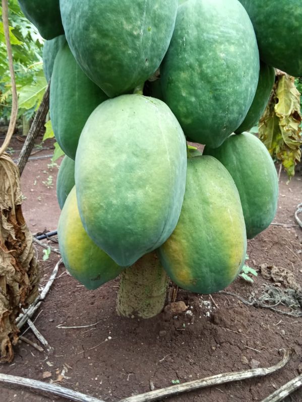 Fresh Papaya