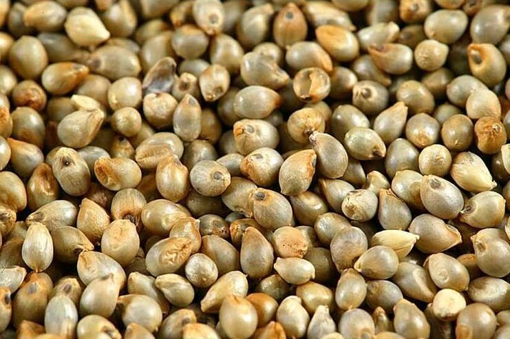 Organic Bajra Seeds For Agriculture