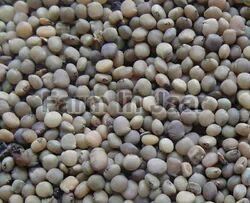 Gum Guar Seeds