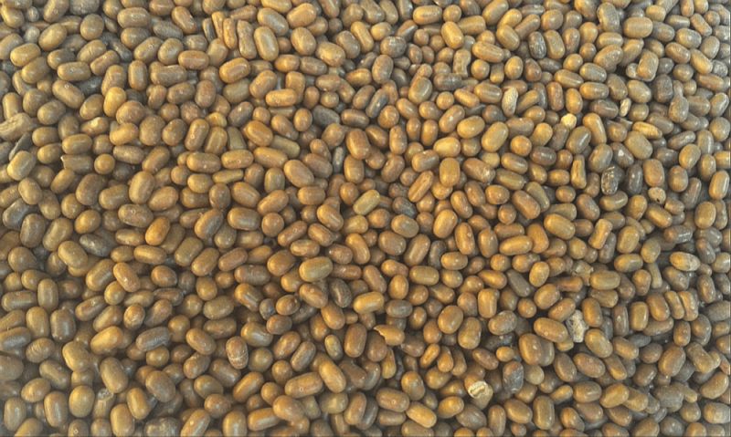 Natural Dried Agriculture Sesbania Seeds, Packaging Type : Bag