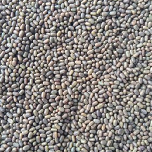 Natural Dried Herbal Sesbania Seeds, Packaging Type : Bag