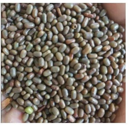 Natural Sesbania Dhaincha Seeds, Packaging Type : Bag