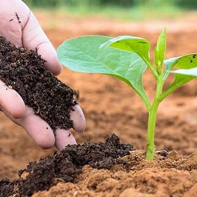 Organic Compost Fertilizer Granules for Agriculture