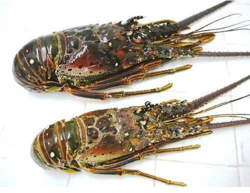 Frozen Lobster for Cooking
