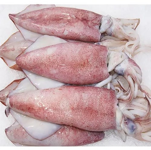 Frozen Squid Fish, Freezing Process : Cold Store Freezing
