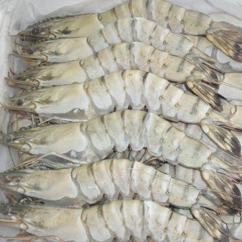 Frozen Tiger Prawn for Cooking