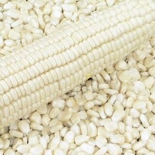 Organic White Maize Seeds