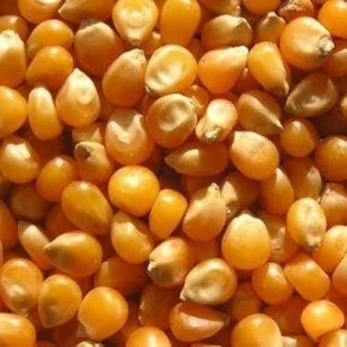 Organic Yellow Maize Seeds