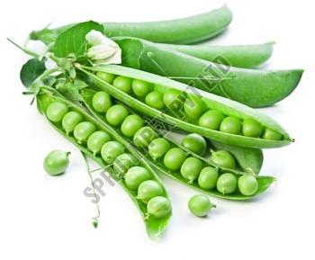 Fresh Green Peas for Human Consumption