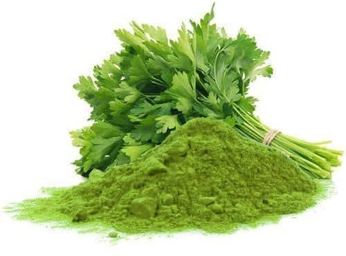 Spray Dried Green Coriander Powder for Food Industry