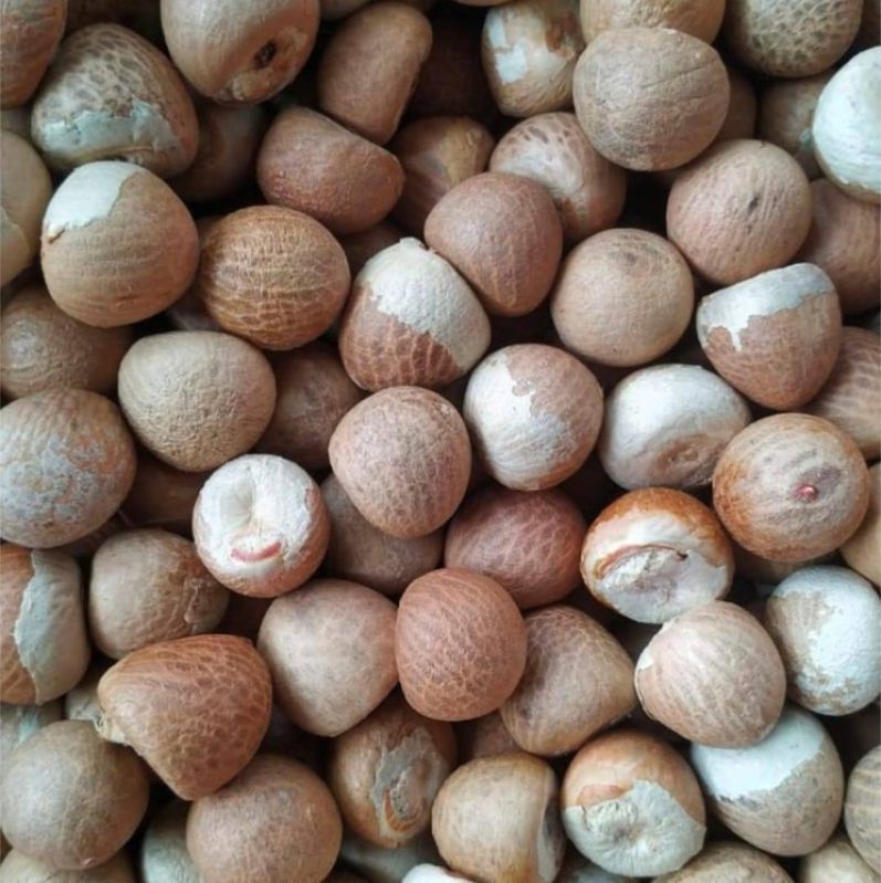 Organic Betel Nuts for Ayurvedic Formulation, Chinese Medicines, Cooking, Food, Herbal, Herbal Formulation