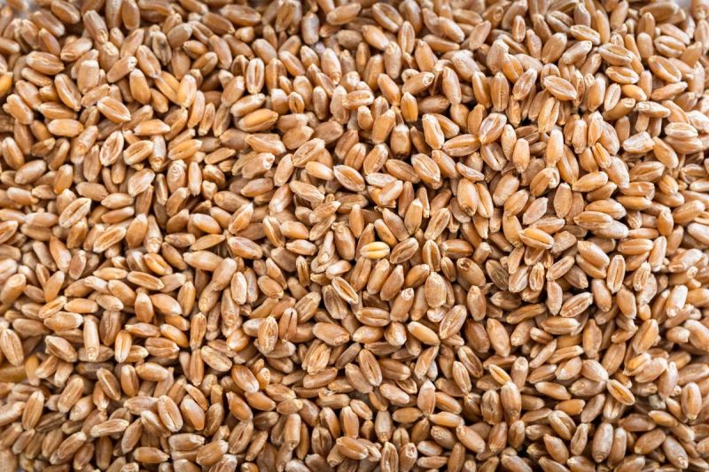 Wheat Seeds for Roti, Khakhara, Chapati