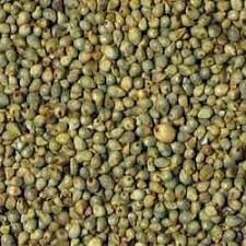 Common Organic Bajra