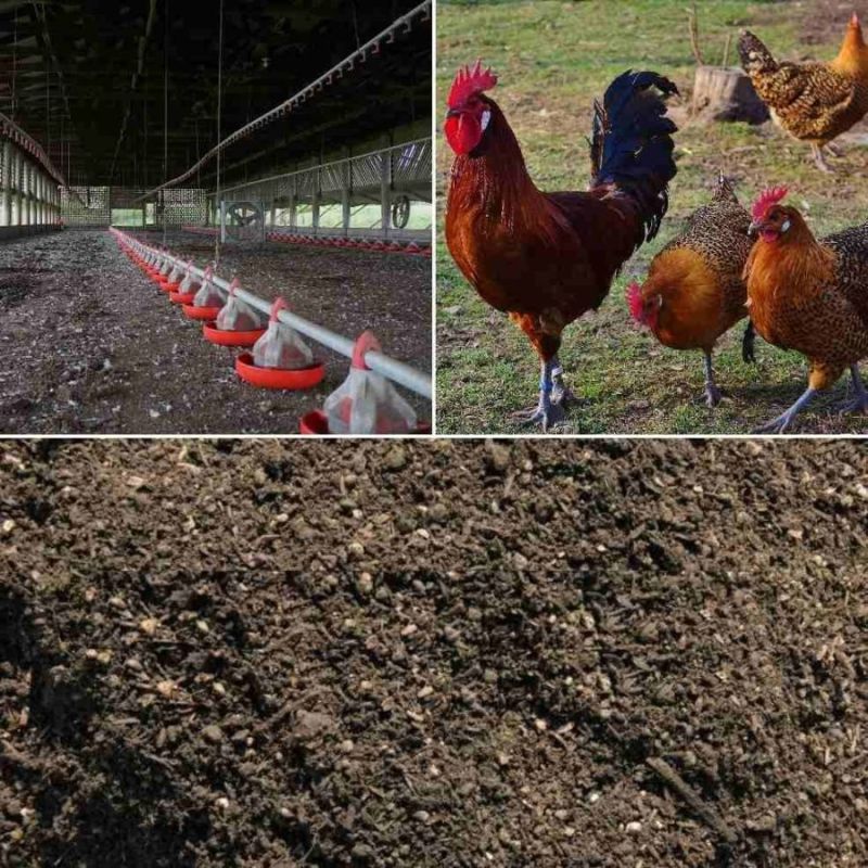 Poultry Manure for Agriculture