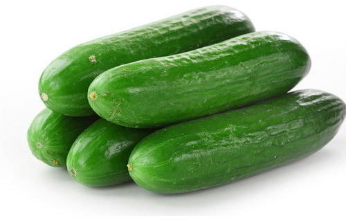 Fresh Green Cucumber, Packaging Type : Bag