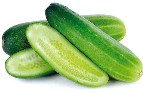 Fresh Organic Cucumber, Packaging Type : Bag