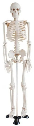 Polished Bone Inlaid BEP-046 Skeleton Model for Educational Use