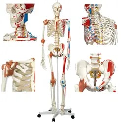 Polished Bone Inlaid BEP-101-A Skeleton Model for Educational Use