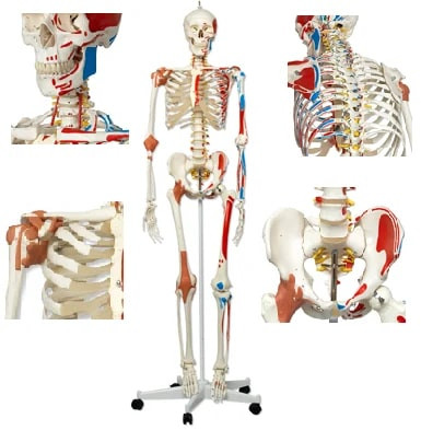 Polished Bone Inlaid BEP-101-B Skeleton Model for Educational Use