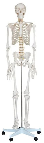 Polished Bone Inlaid BEP-101 Skeleton Model for Educational Use