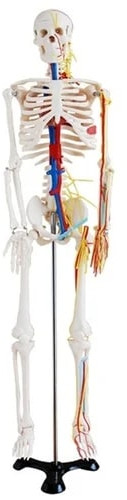 Polished Bone Inlaid BEP-102-B Skeleton Model for Educational Use