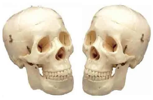 Polished BEP-104 Skull Model for Medical College