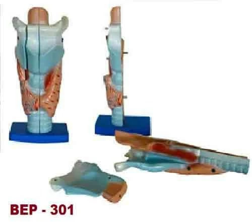 BEP-301 Lung Model for Medical College