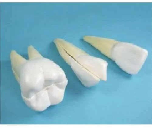 PVC BEP-306 Human Teeth Model for Medical College
