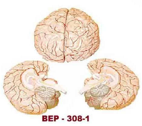 Plastic BEP-308-1 Brain Model for Biological Lab, Educational