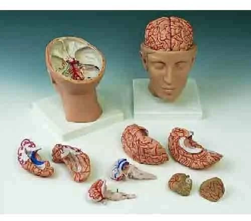 Plastic BEP-318 Brain Model for Biological Lab, Educational