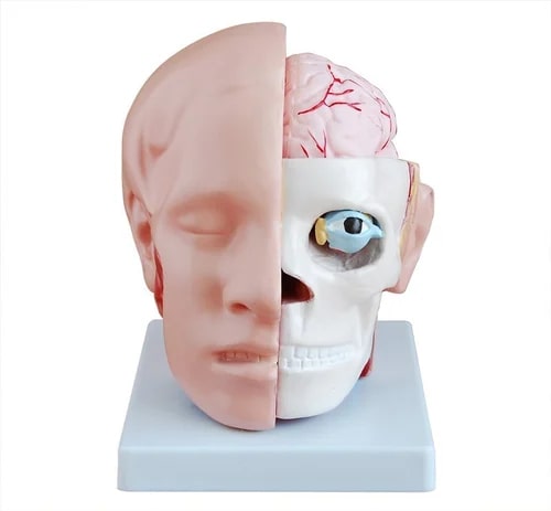 Plastic BEP-318B Brain Model for Biological Lab, Educational