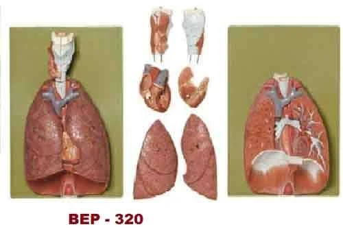 Rubber BEP-320 Lung Model for Medical College