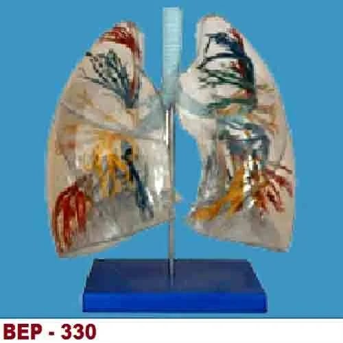 PVC BEP-330 Lung Model for Medical College
