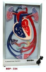 PVC Blood Circulation Heart Model for Medical College