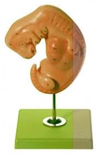 Polypropylene Embryo Model for Medical College