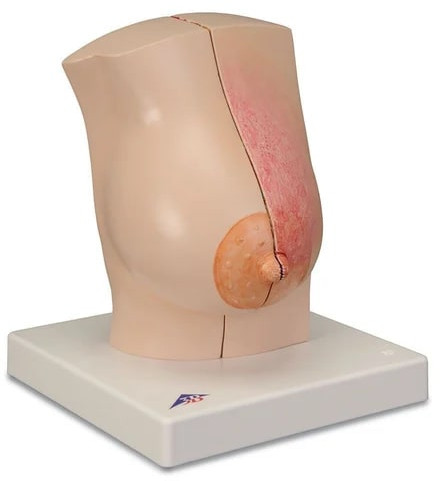 PVC Female Breast Model for Medical College