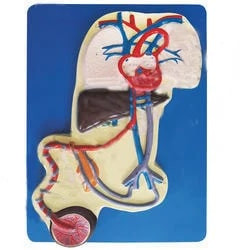 PVC Fetal Circulation Heart Model for Medical College